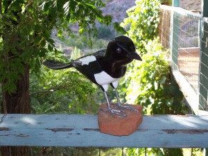 Wingless Magpie